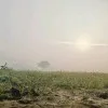 Bhola Yadav