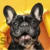 Dog Yert