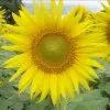 Deepak