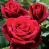 Rose Wild