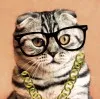 Personal Finance Cat