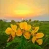 Ajay Raj