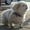 Meet Sharma