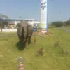 Khully Gumede
