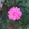 Nasr Al
