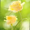 SYEDA SABA SHAZLEEN