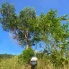NASRUDING LAHADING