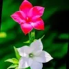 Sidra Batool