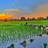 THE AGRARIAN