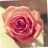 Reema Al