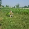 asif ali