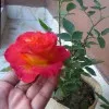 Ummay Habiba