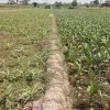 Konsultan Budidaya Jagung