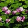Sanaa El