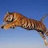 kuldeep singh bhati