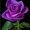 Hanaa HA Mohmed