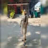Sneha Pal