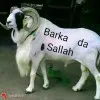 usman umar