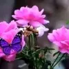 Jisha