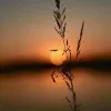 Nilam Shelke