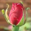 satish kumar
