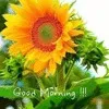 amritesh rai