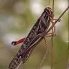 NASERIN WILDLIFE AND WOMEN FUND