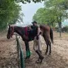Saqlain Awan