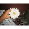 Harshitha