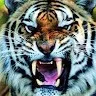 Trilok Chouhan