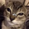 Micah