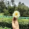 Ar Azifa Hurain