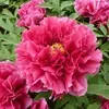Chinese Peony Nusery