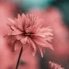Rose Joseph