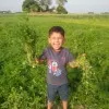 MASHUM SARKAR