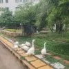 Harshitha Reddy