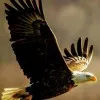 Doug Eagle Eyes Prouty