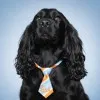 Douglas The Spaniel