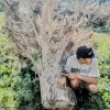 Indonesian Teak Root