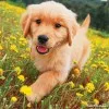 test account