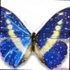 Crystallynne Havard