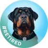 Brutus the Rottweiler