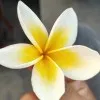 Shanmugapriya Panneerselvam