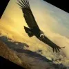 Condor Instruccion