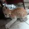 Lucky ansari