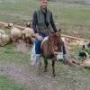 msarp sarrp
