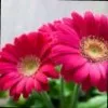 Nnavdeep Siingh