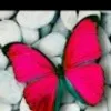 Afreen Fathima