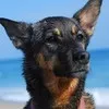 Lighthouse the Dog