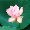 Indulekha